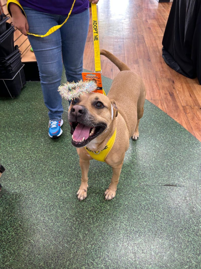 Humane Society of Greater Miami