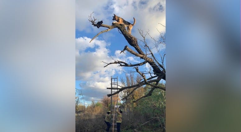dog in tree
