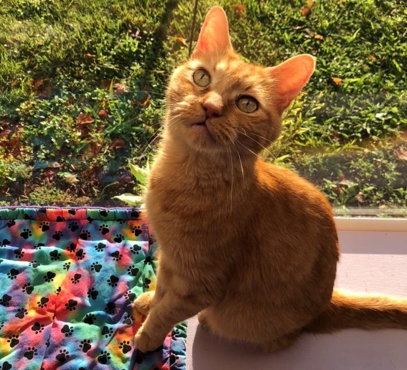 ORANGE KITTEN