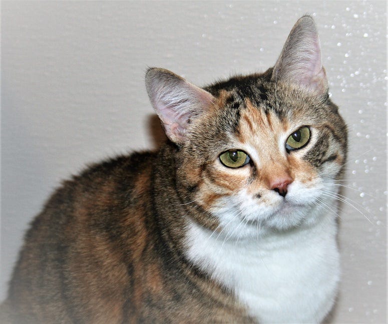 Tabby