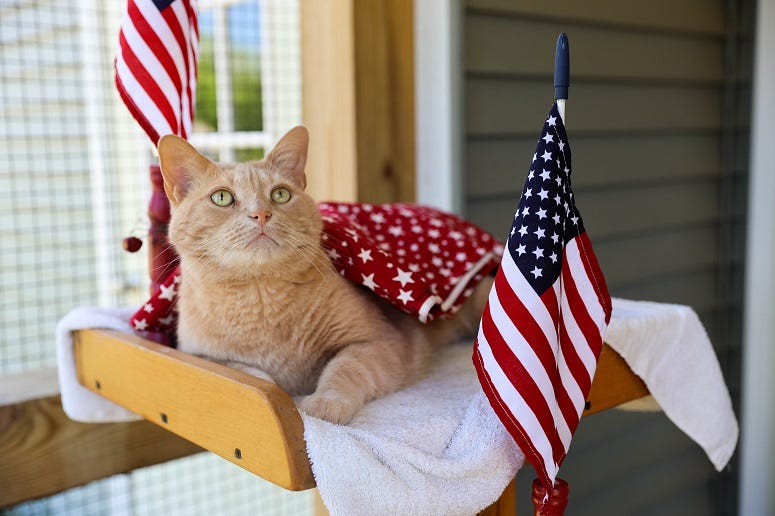 Orange Kitty