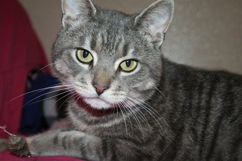 grey cat
