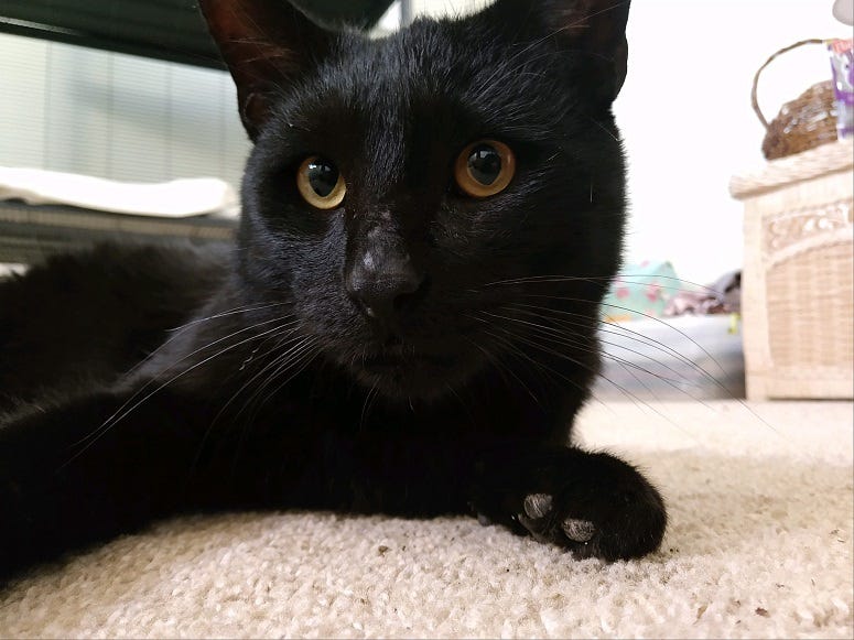 Black Cat
