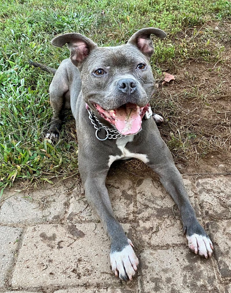 Pitbull