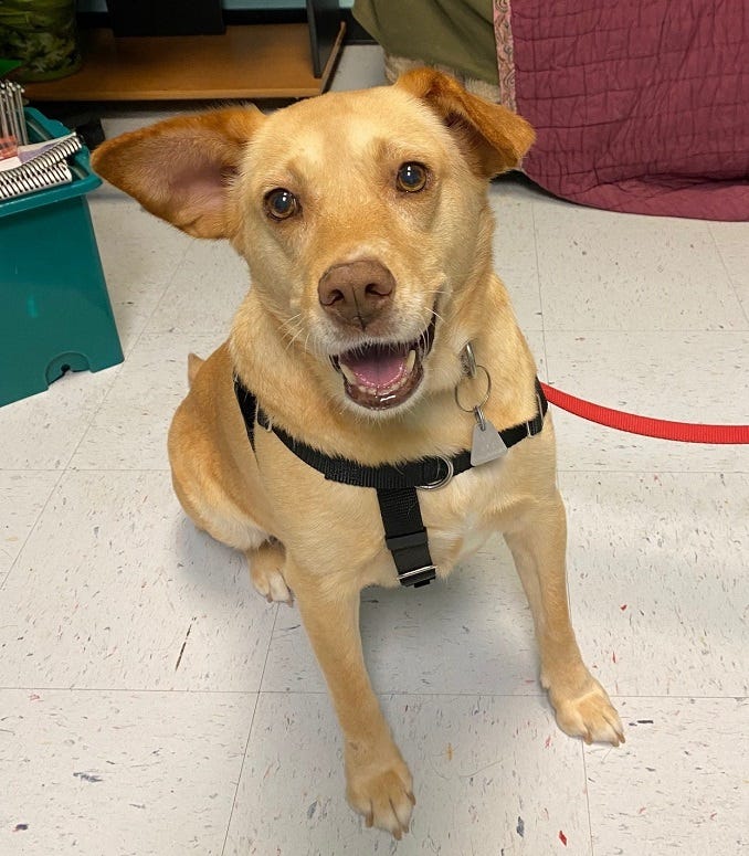 lab mix
