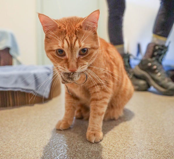 Orange Kitty