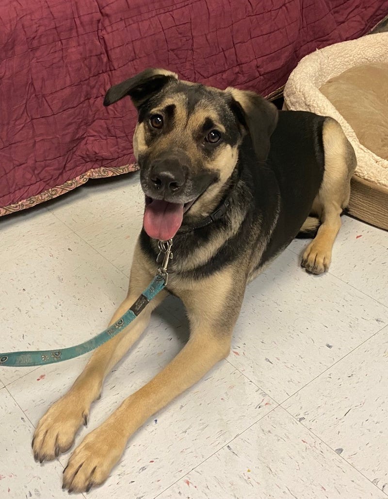 German Shepard