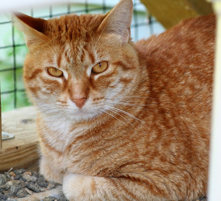 ORANGE CAT