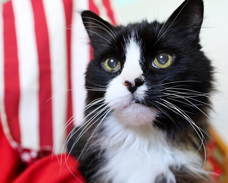 Black n white kitty