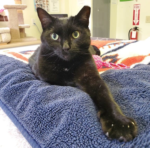 black cat