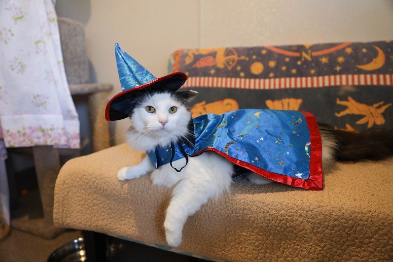 Cat Sourcerer