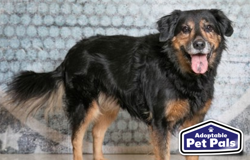 SPCA of Texas