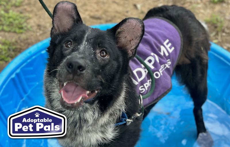 SPCA of Texas