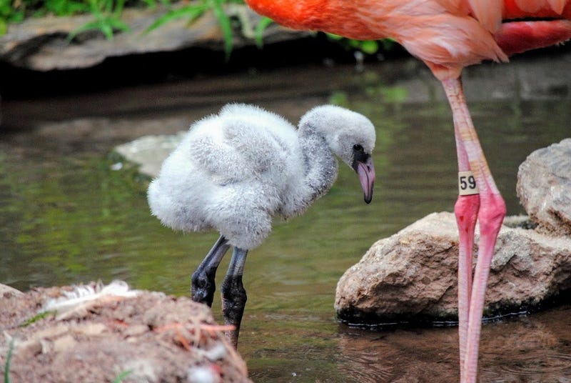 Flamingo Chick