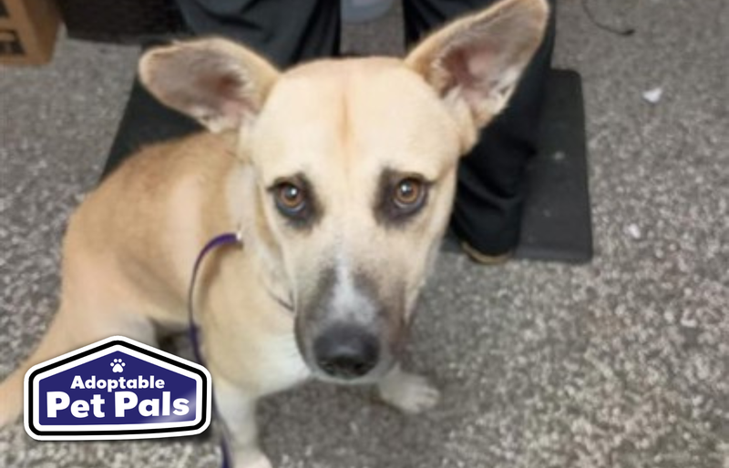 SPCA of Texas
