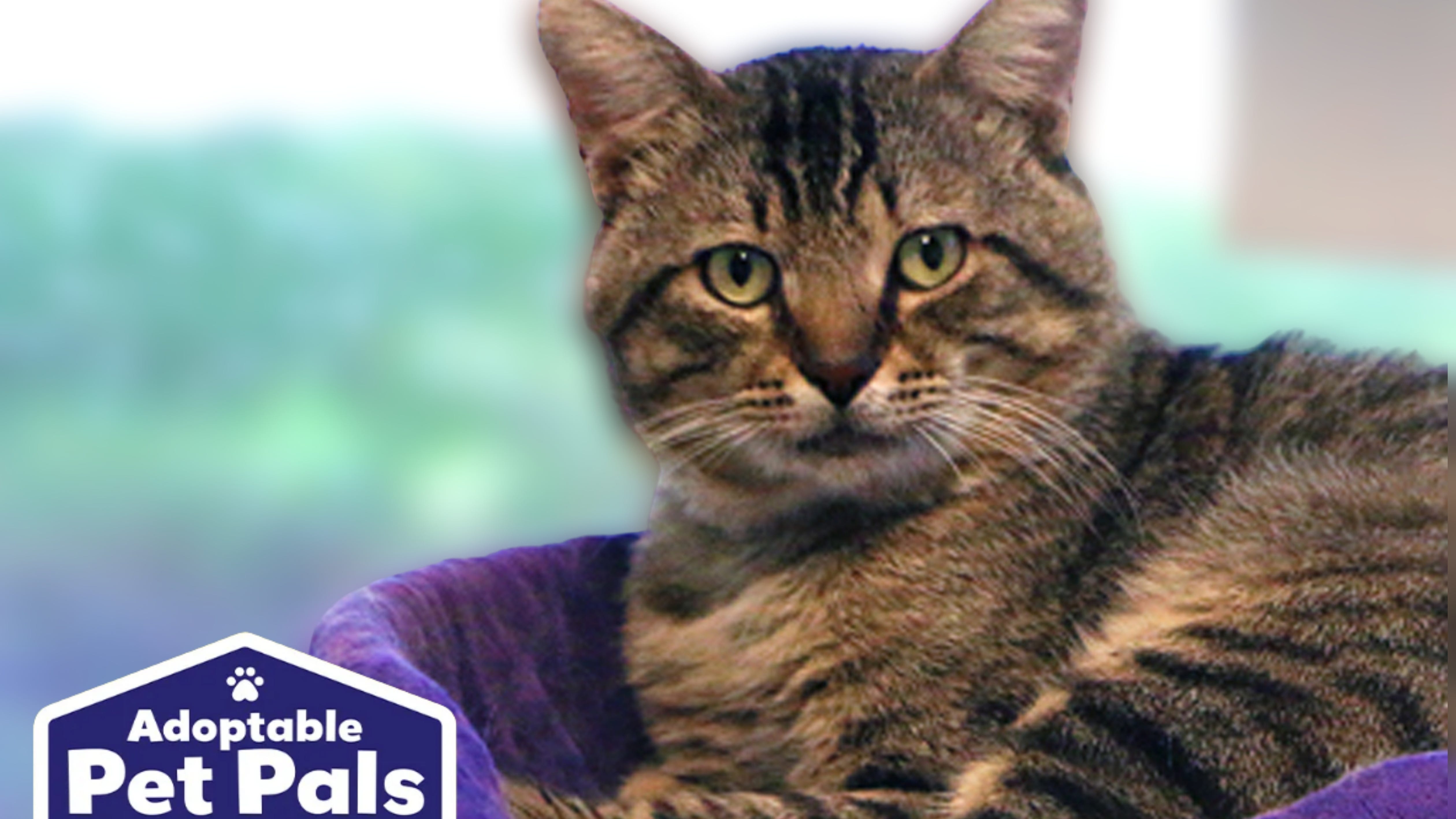 Adoptable Pet Pals: Meet Blaze