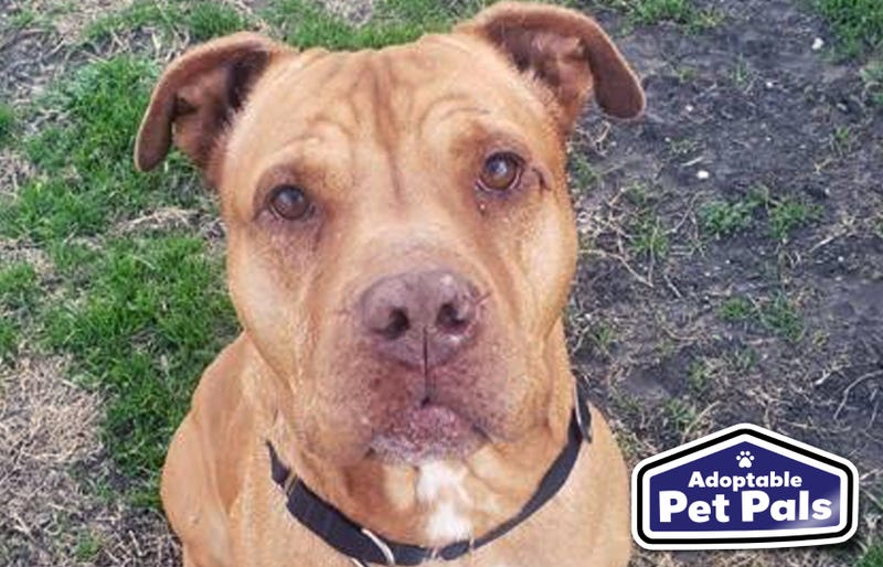 SPCA of Texas