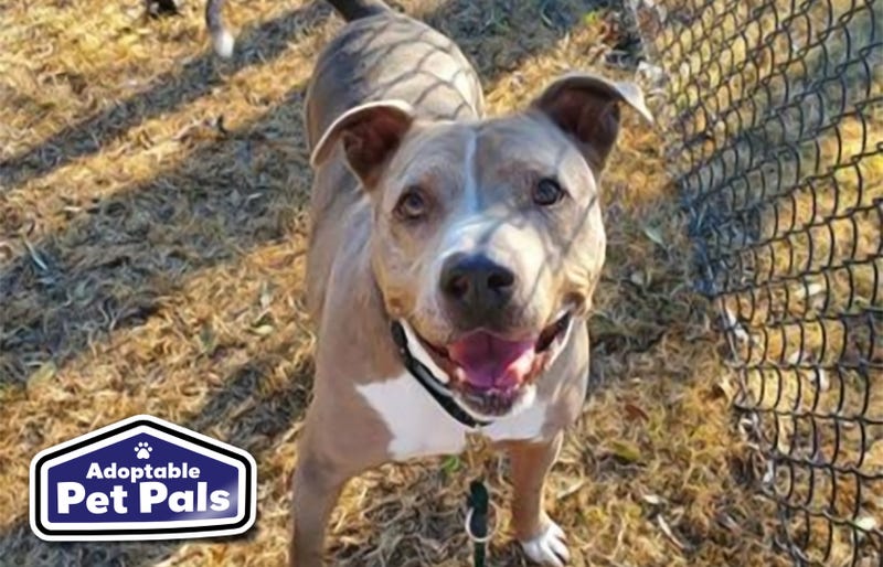 SPCA of Texas