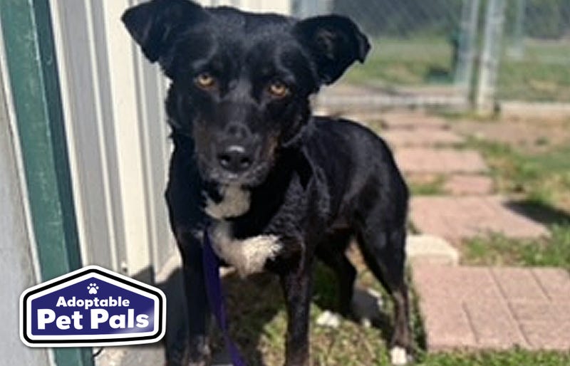 SPCA of Texas