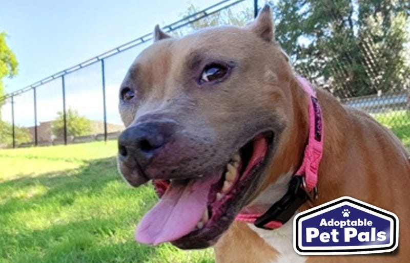 SPCA of Texas
