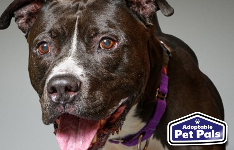 SPCA of Texas