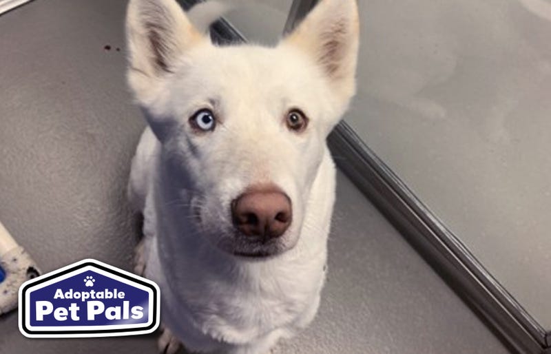SPCA of Texas