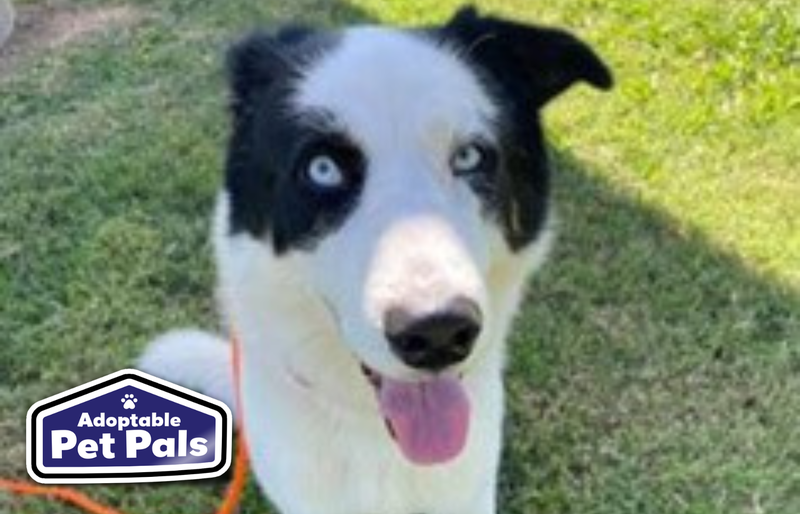 SPCA of Texas