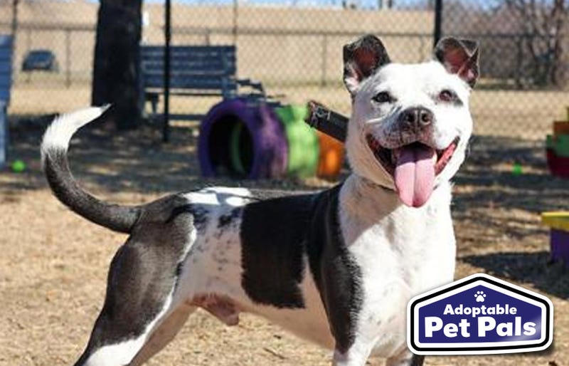 SPCA of Texas