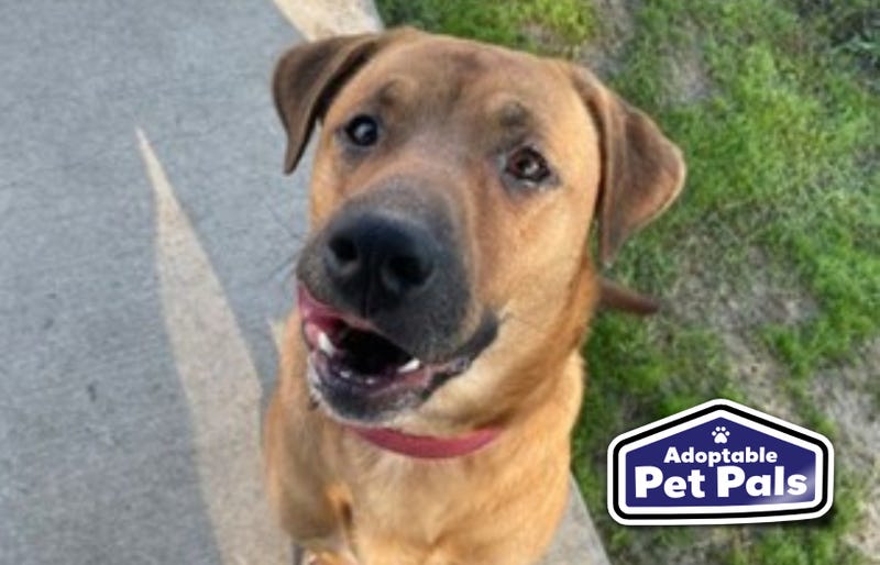SPCA of Texas