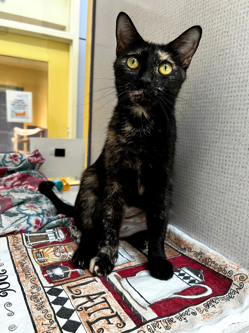 Adopt Don't Shop