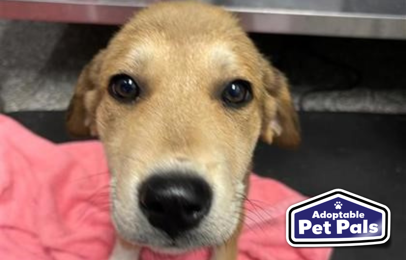SPCA of Texas