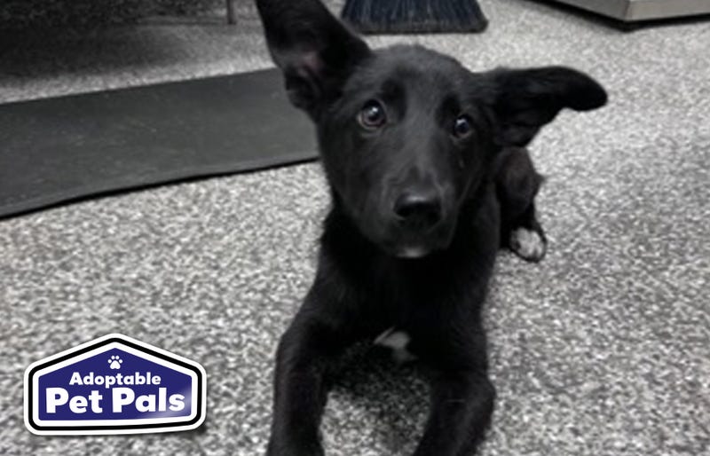 SPCA of Texas