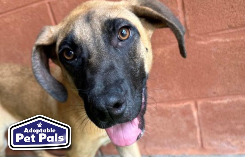 SPCA of Texas