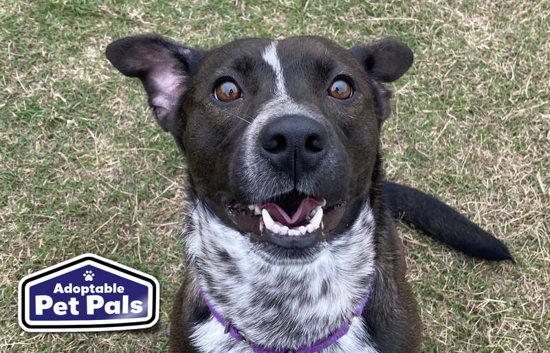 SPCA of Texas