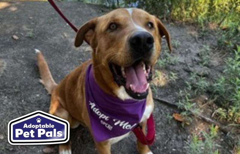 SPCA of Texas
