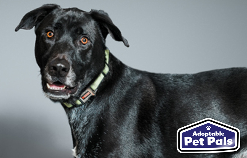 SPCA of Texas