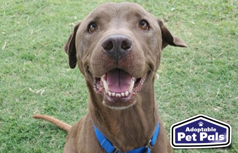 SPCA of Texas