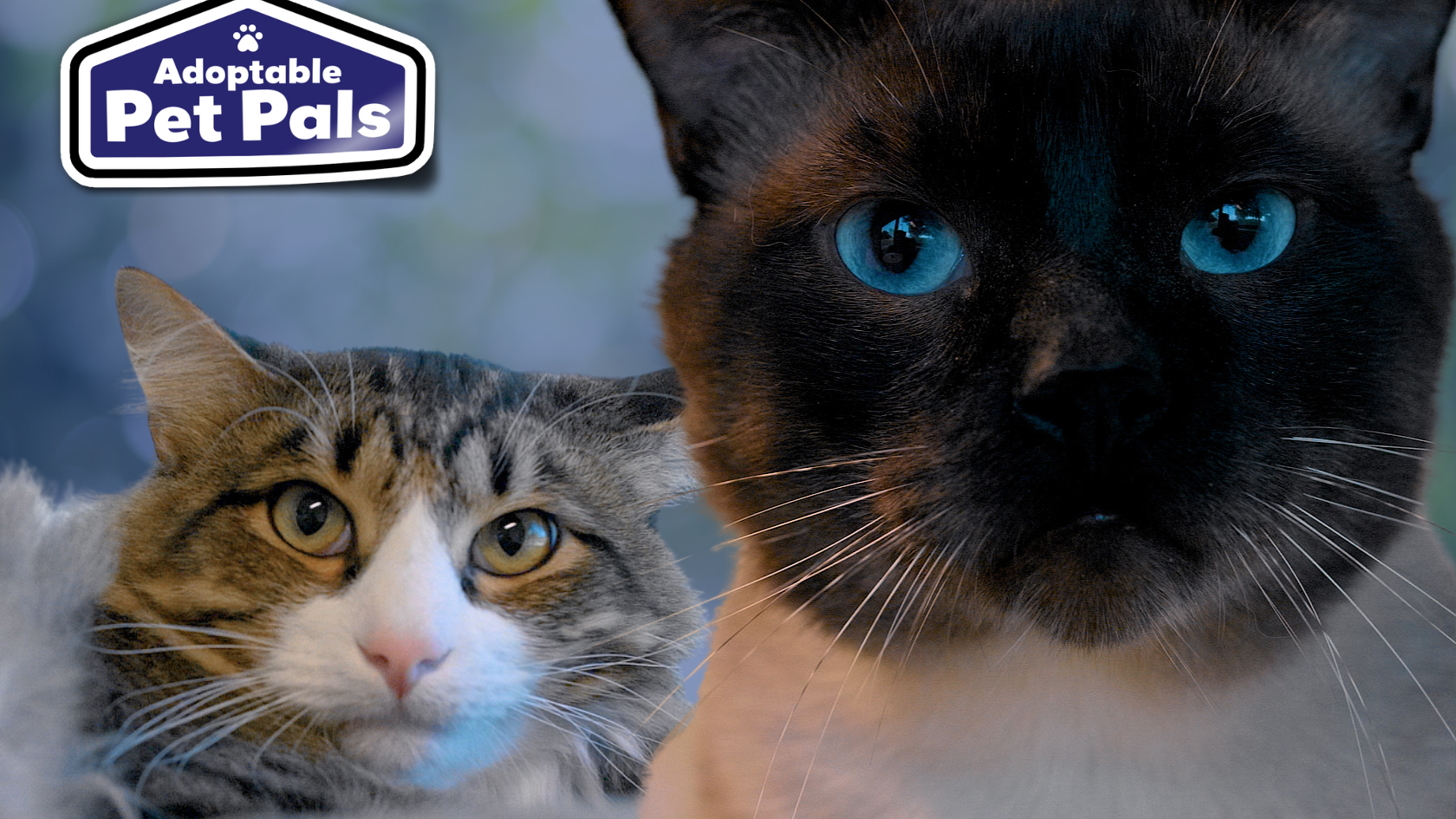 Adoptable Pet Pals: Meet Timmy and Alastor!