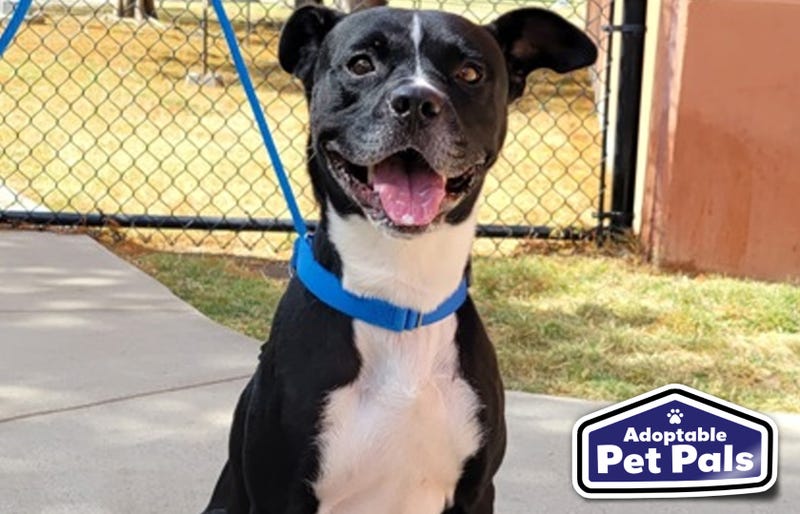 SPCA of Texas