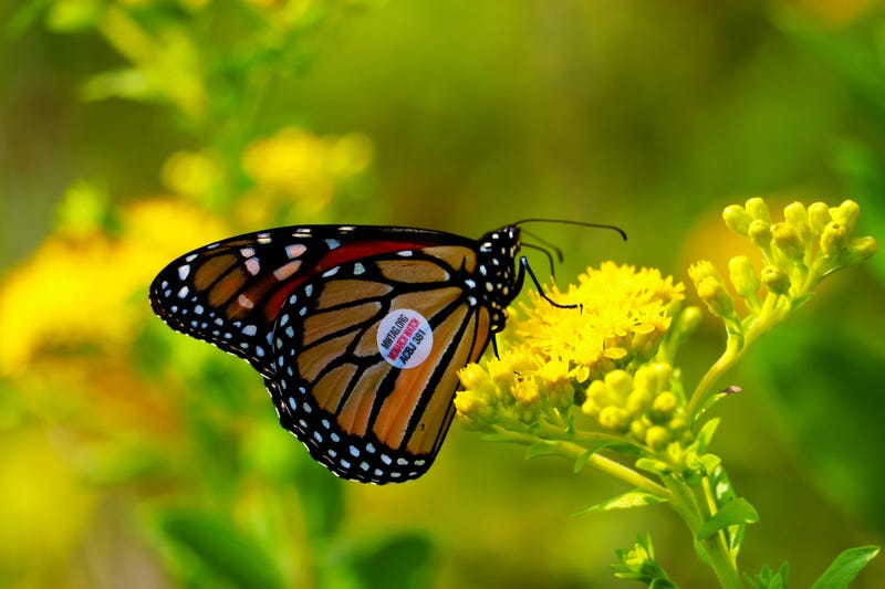 Tagged monarch butterfly