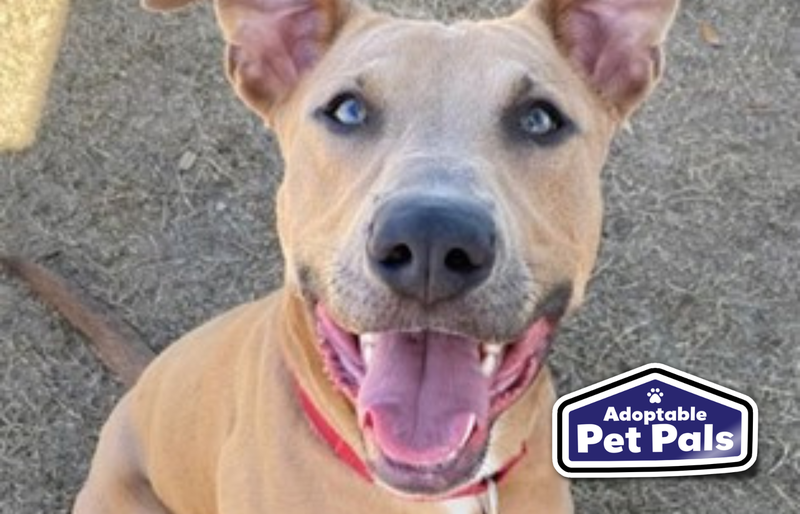 SPCA of Texas