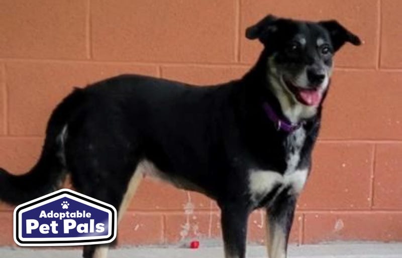 SPCA of Texas