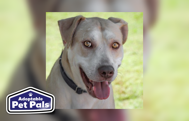 SPCA of Texas