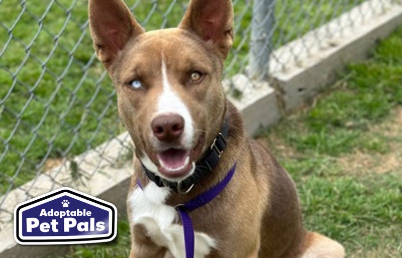 SPCA of Texas
