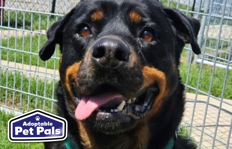 SPCA of Texas