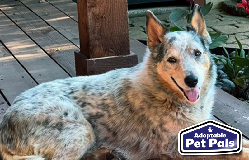 SPCA of Texas