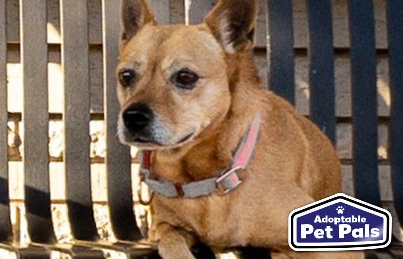 SPCA of Texas