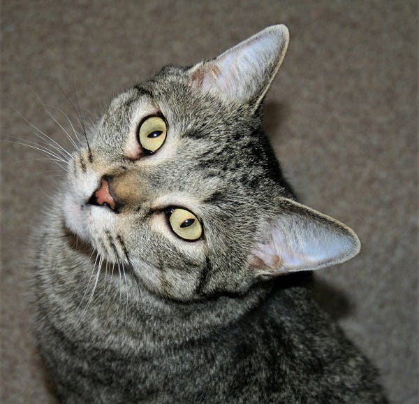 cat