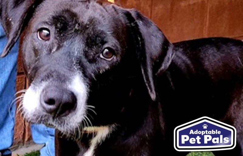 SPCA of Texas