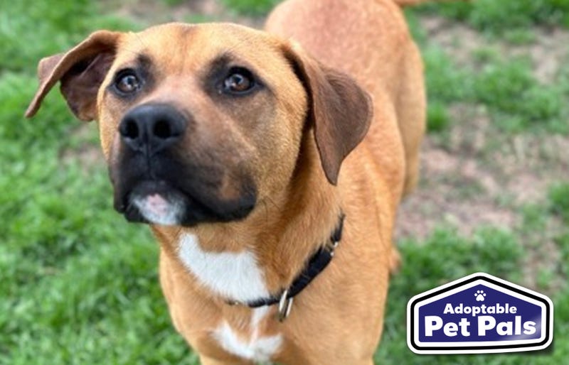 SPCA of Texas
